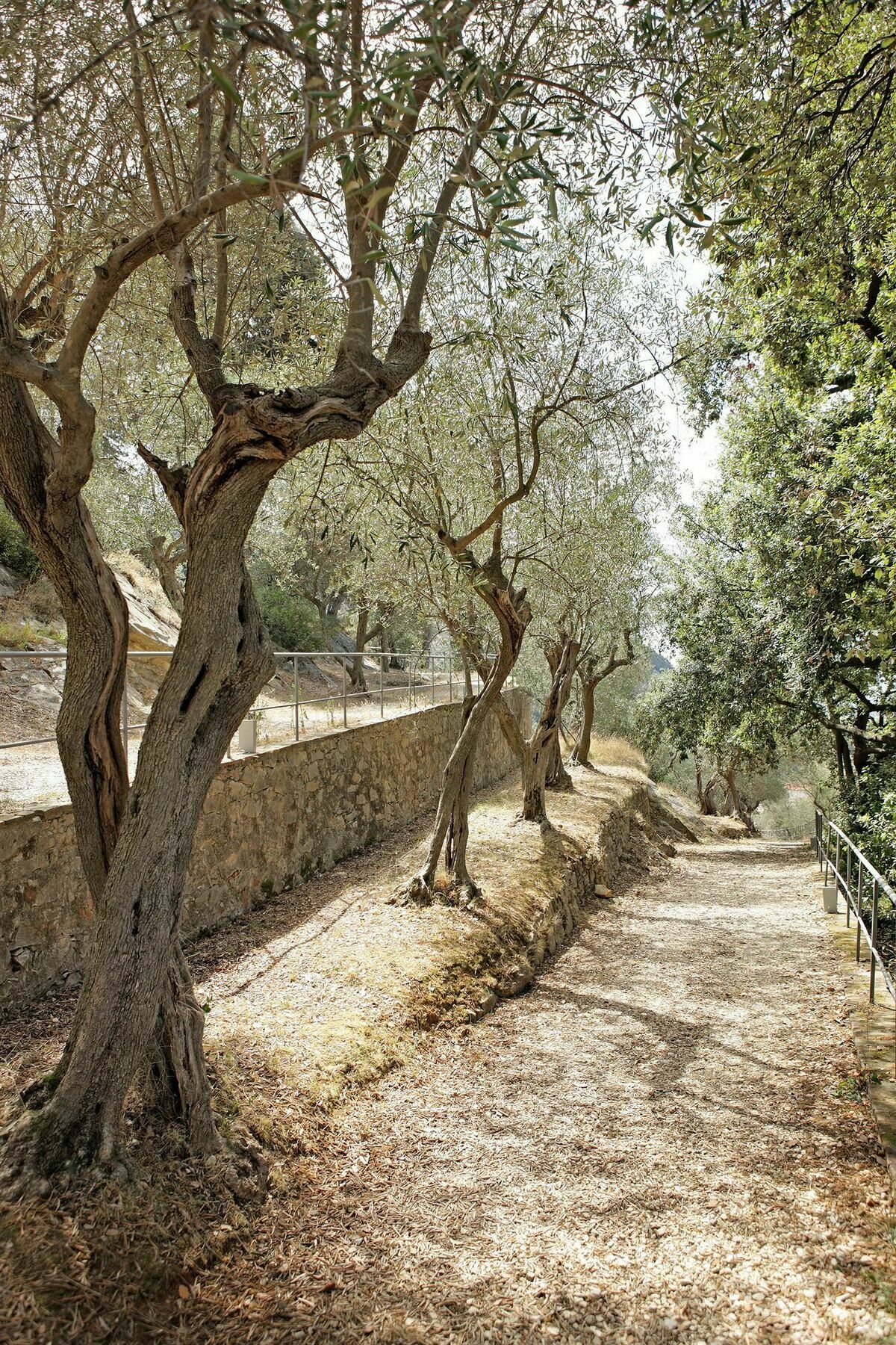 Bagni Di Pisa Palace & Thermal Spa - The Leading Hotels Of The World Сан-Джулиано-Терме Экстерьер фото Olive trees in Crete
